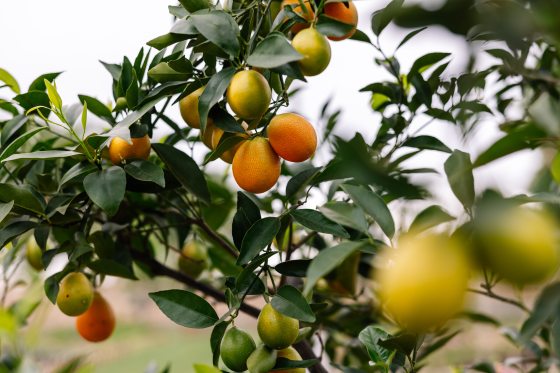 A close up of apple and peach trees with fruit growing on the branches. 
